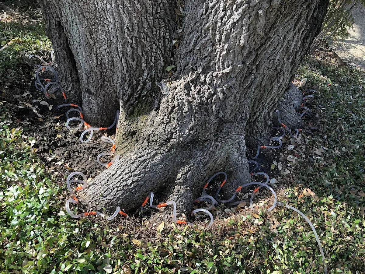 Detailed Tree Cabling and Bracing job site in Indore